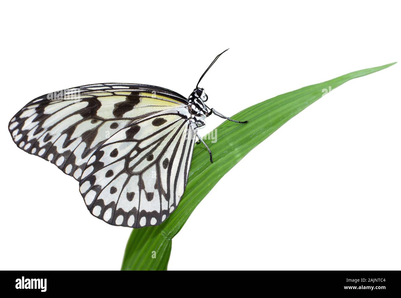 Idea leuconoe butterfly isolati su sfondo bianco, noto anche come grande albero ninfa o aquilone di carta Foto Stock