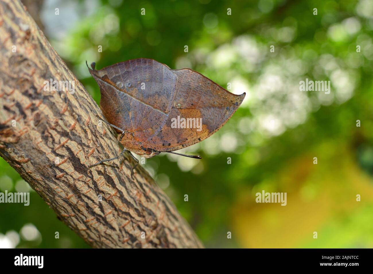 Arancione farfalla oakleaf con foglie di quercia camuffamento di adattamento, scientificamente noti come Kallima inachus Foto Stock