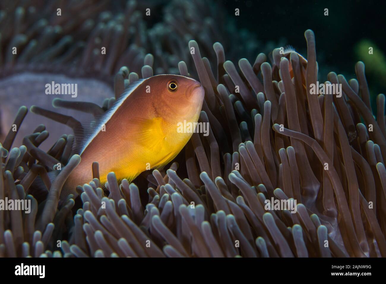 Nosestripe anemonefish o Skunk clownfish (Amphiprion akallopisos) nasconde nella sua anemone close up vista laterale. Foto Stock