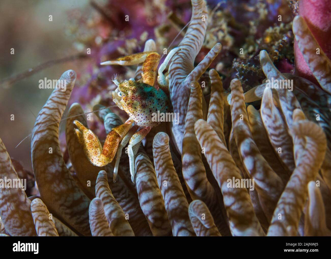 Un piccolo granchio Porcellana in anemone. Foto Stock