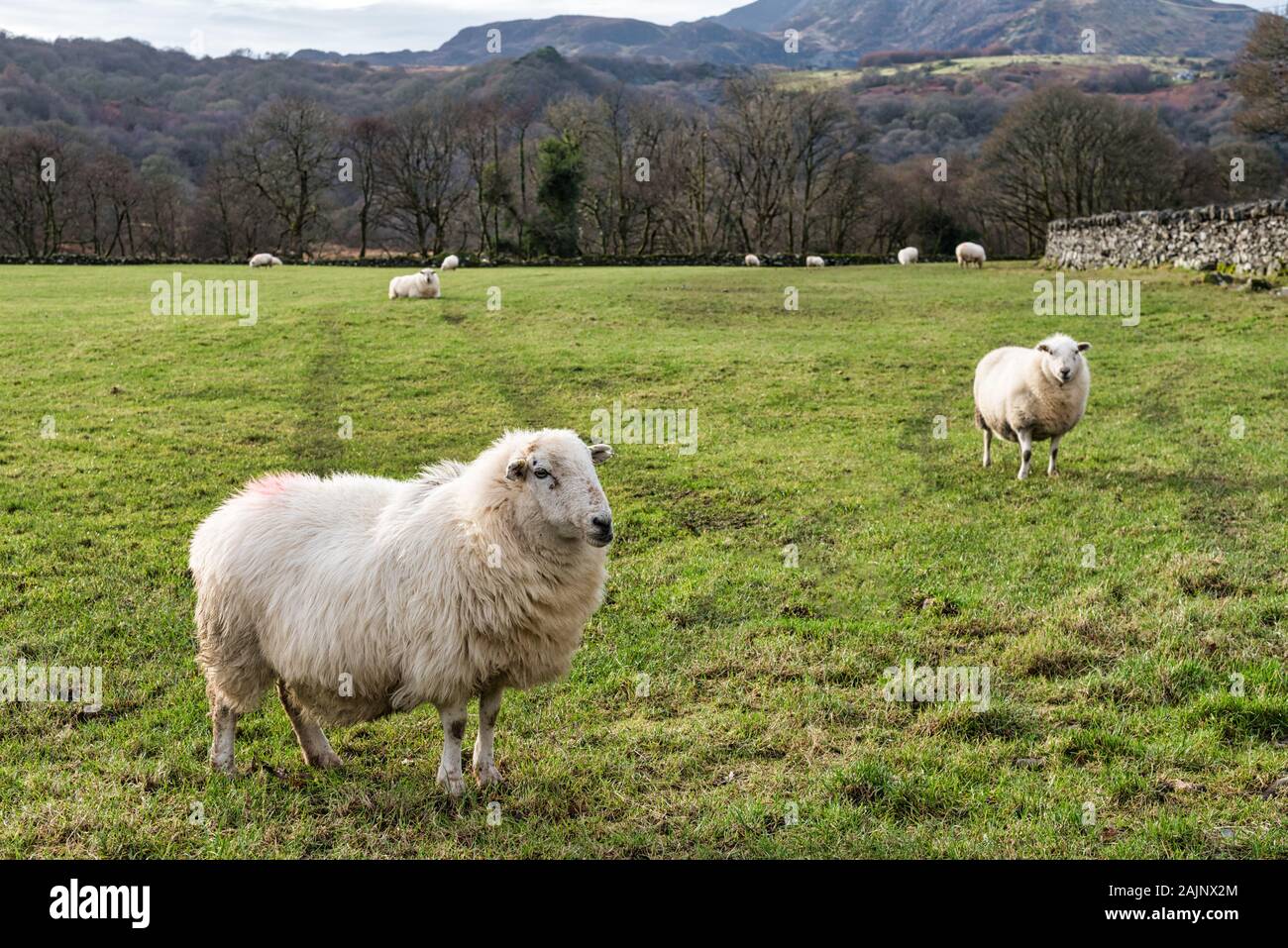 Pecore in un campo nel Parco Nazionale di Snowdonia nel Galles del nord Foto Stock