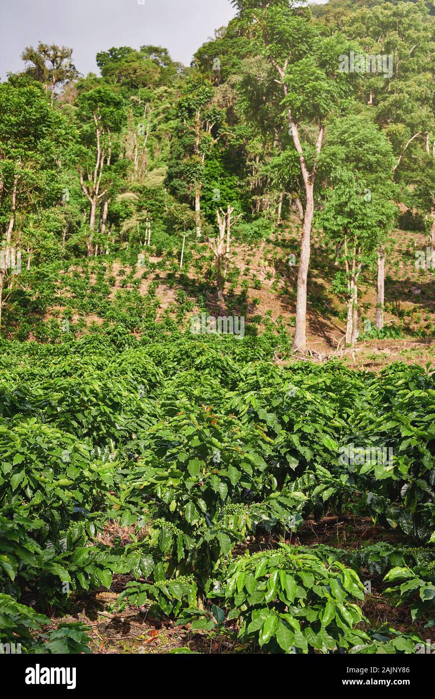 Grande piantagione di caffè campo sulla montagna collina in una luminosa giornata di sole Foto Stock