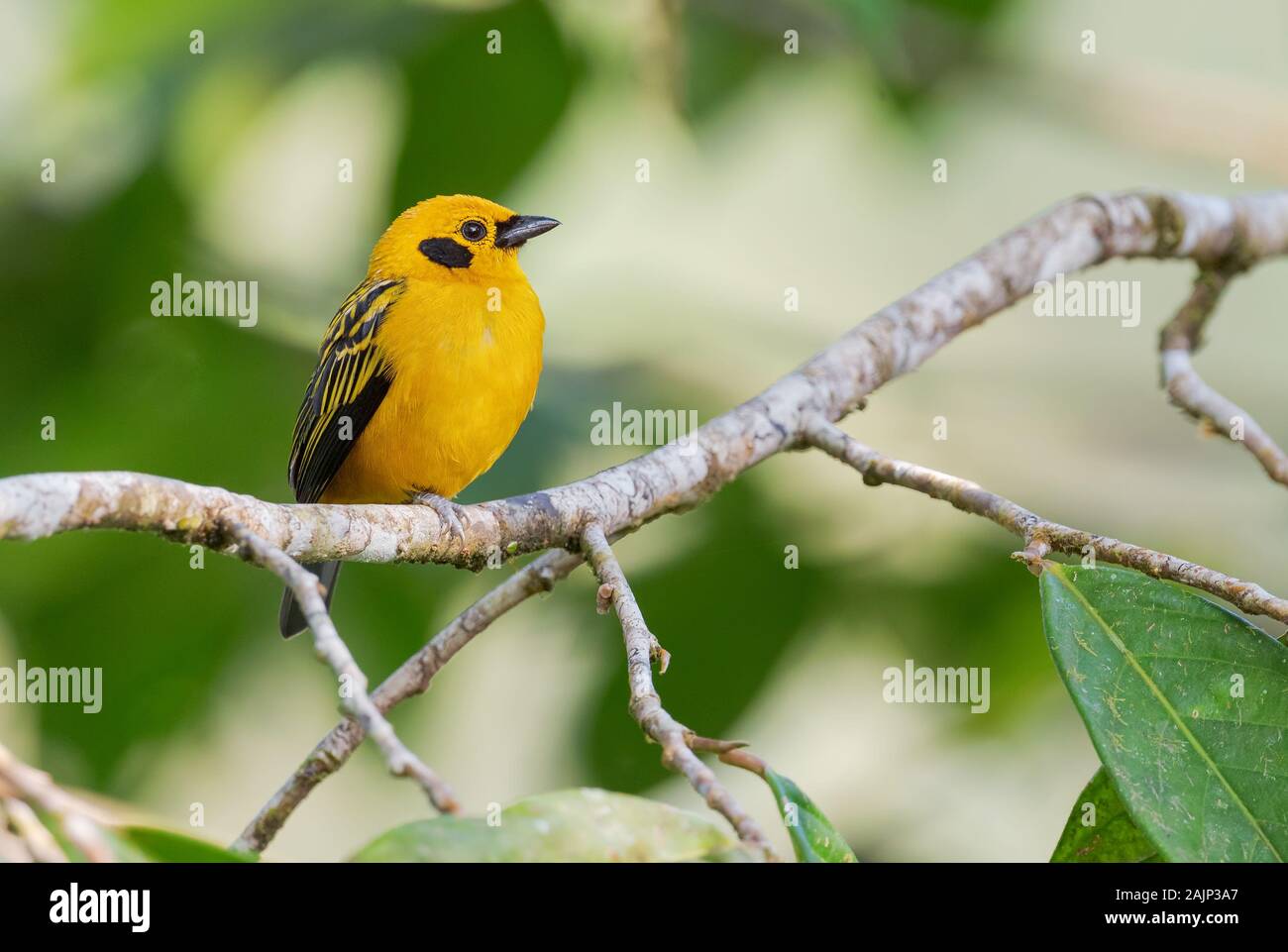 Golden Tanager - Tangara arthus, bel giallo tanager dalle Ande occidentali, Mindo, Ecuador. Foto Stock