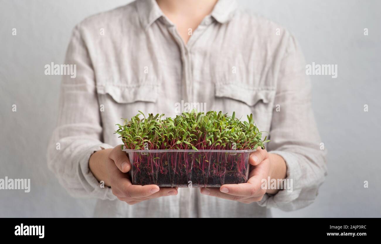 Donna suggerire al mangiare sano. Micro germogli verdi in contenitore di plastica in mani femminili su sfondo grigio, panorama Foto Stock