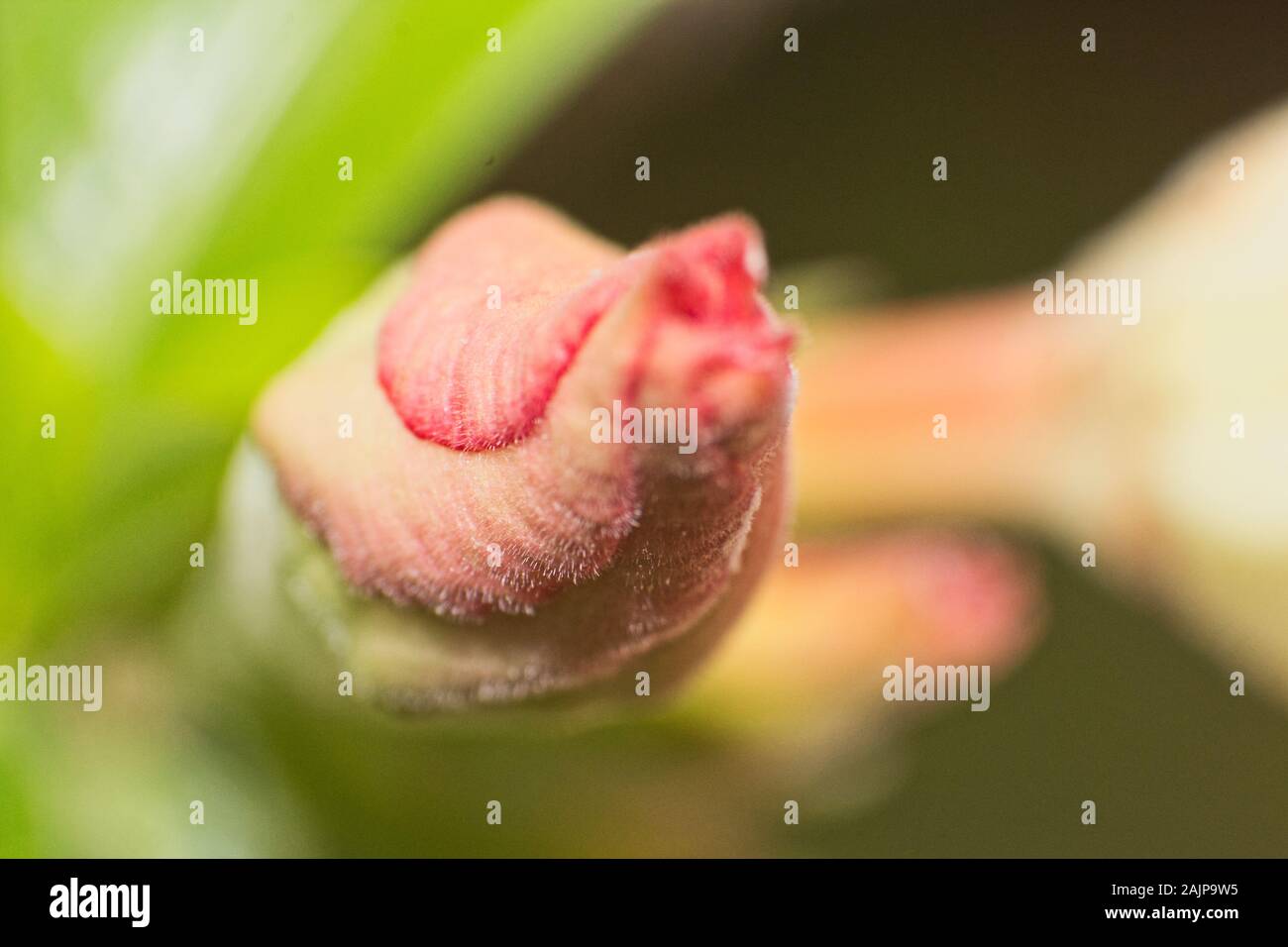 Adenium sbocciare dei fiori in macro close up Foto Stock