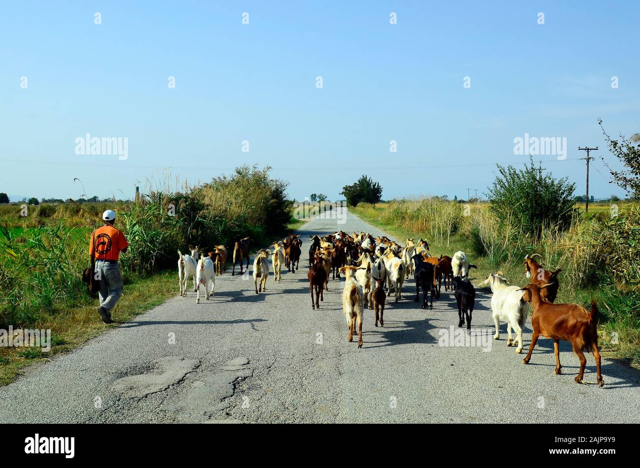 Poros, Grecia - 18 Settembre 2016: capra non identificato herder con capre sulla strada rurale in area di Evros Foto Stock