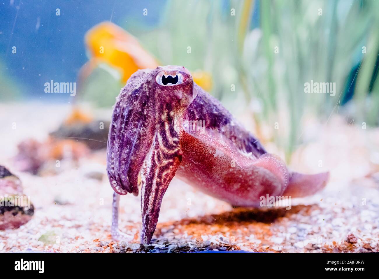 Una seppie -Sepiida- con i suoi grandi occhi, cefalopodi che può camuffare e cambiare colore. Foto Stock