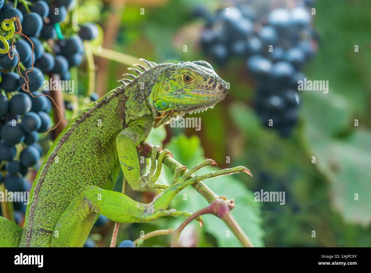 Iguana verde appoggiato su un ramo, prende un bagno di sole e mangia un'uva. Foto Stock