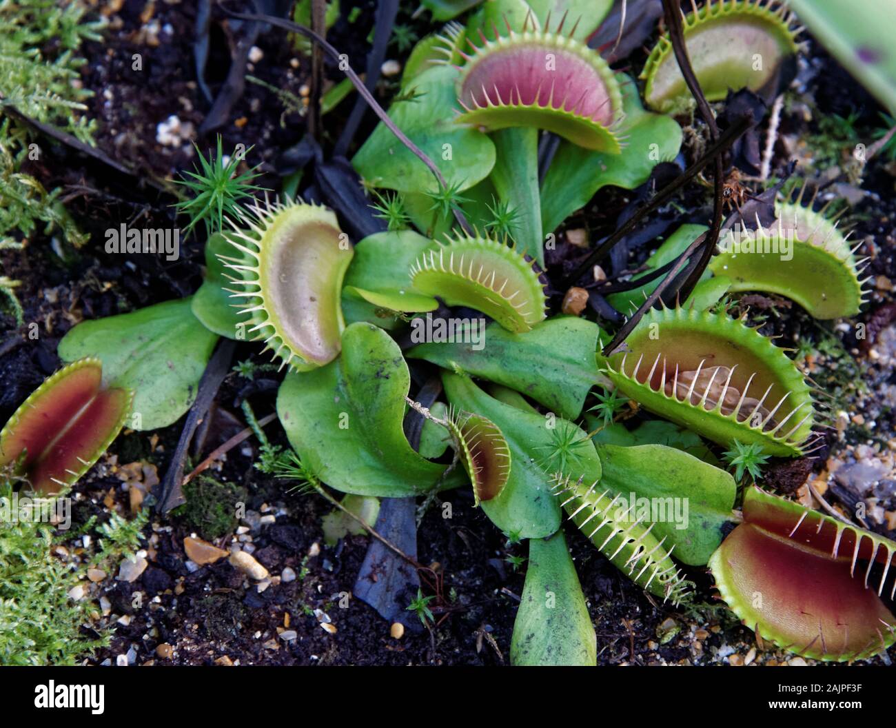 Venus flytrap (Dionaea muscipula) è una pianta carnivora native di zone umide subtropicali Foto Stock