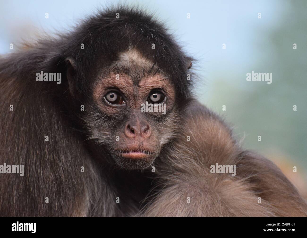 Femmina Brown Spider Monkey, Ateles hybridus - un raro e criticamente le specie in via di estinzione Foto Stock
