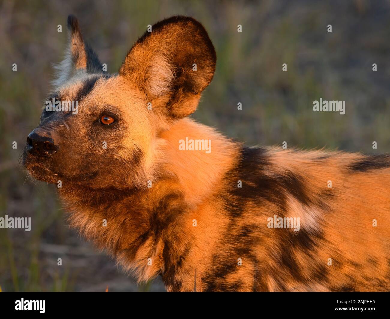 Cane Selvatico Africano Pictus Di Lycaon Pianure Di Bushman Delta Di Okavanago Botswana Noto Anche Come Lupo Verniciato Foto Stock Alamy