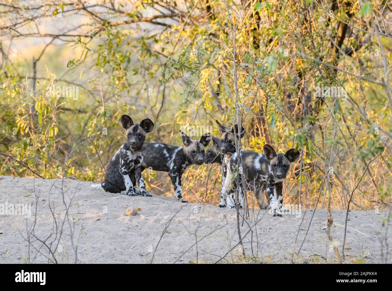 Cuccioli di cane selvatici africani al loro den, Lycaon pictus, Bushman Plains, Okavanago Delta, Botswana. Noto anche come lupo Verniciato. Foto Stock
