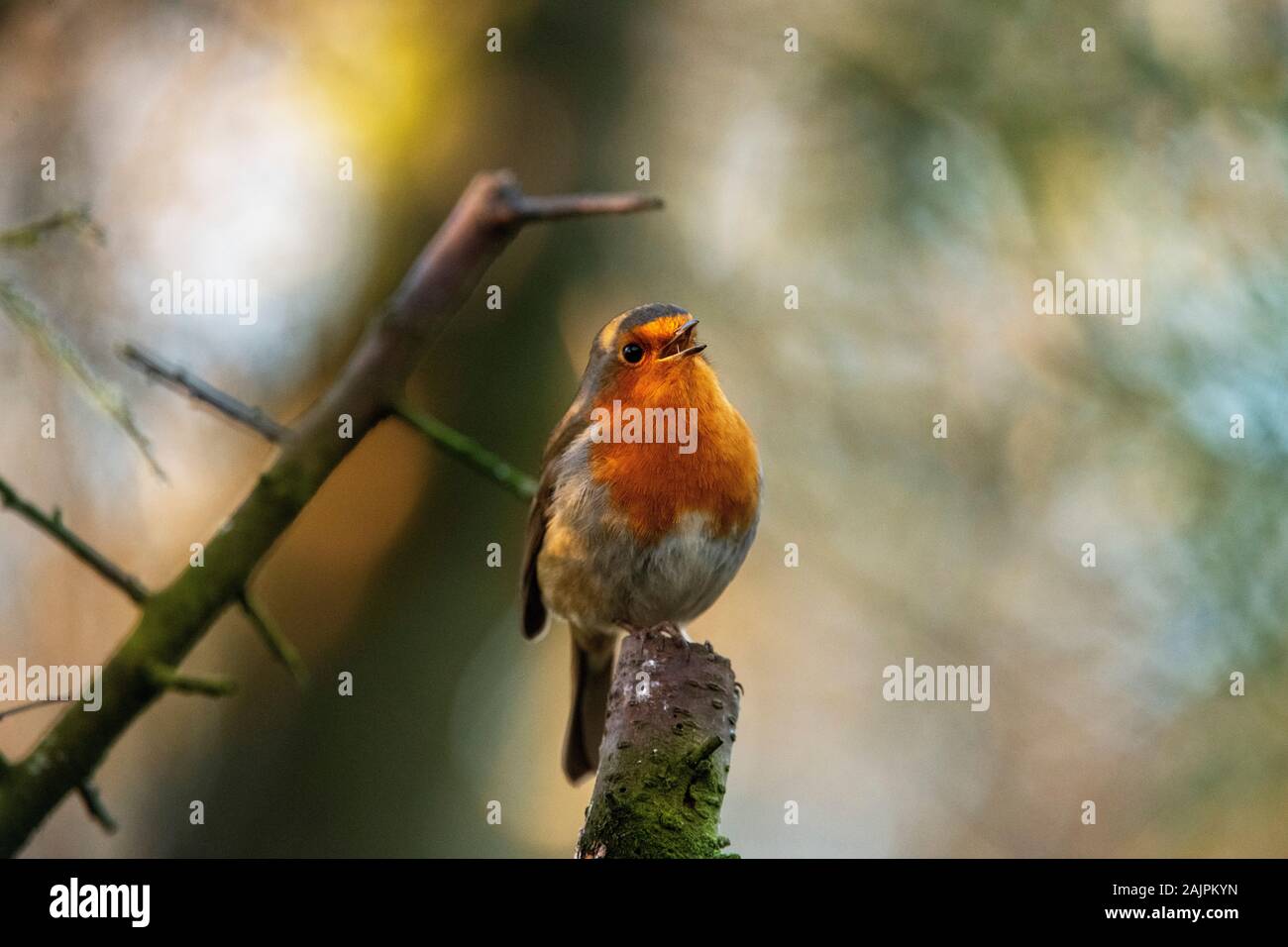 Robin Foto Stock