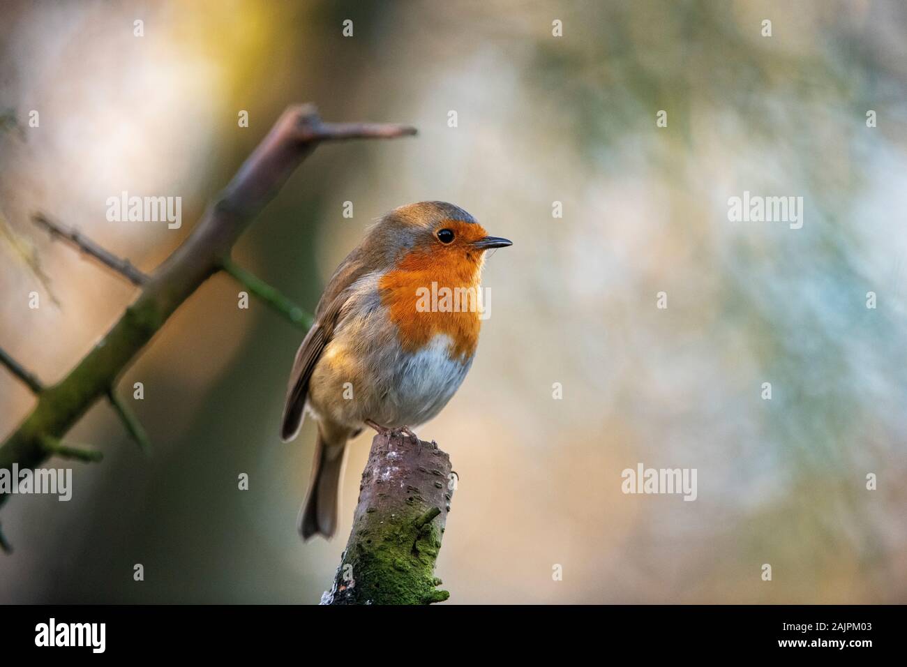 Robin Foto Stock