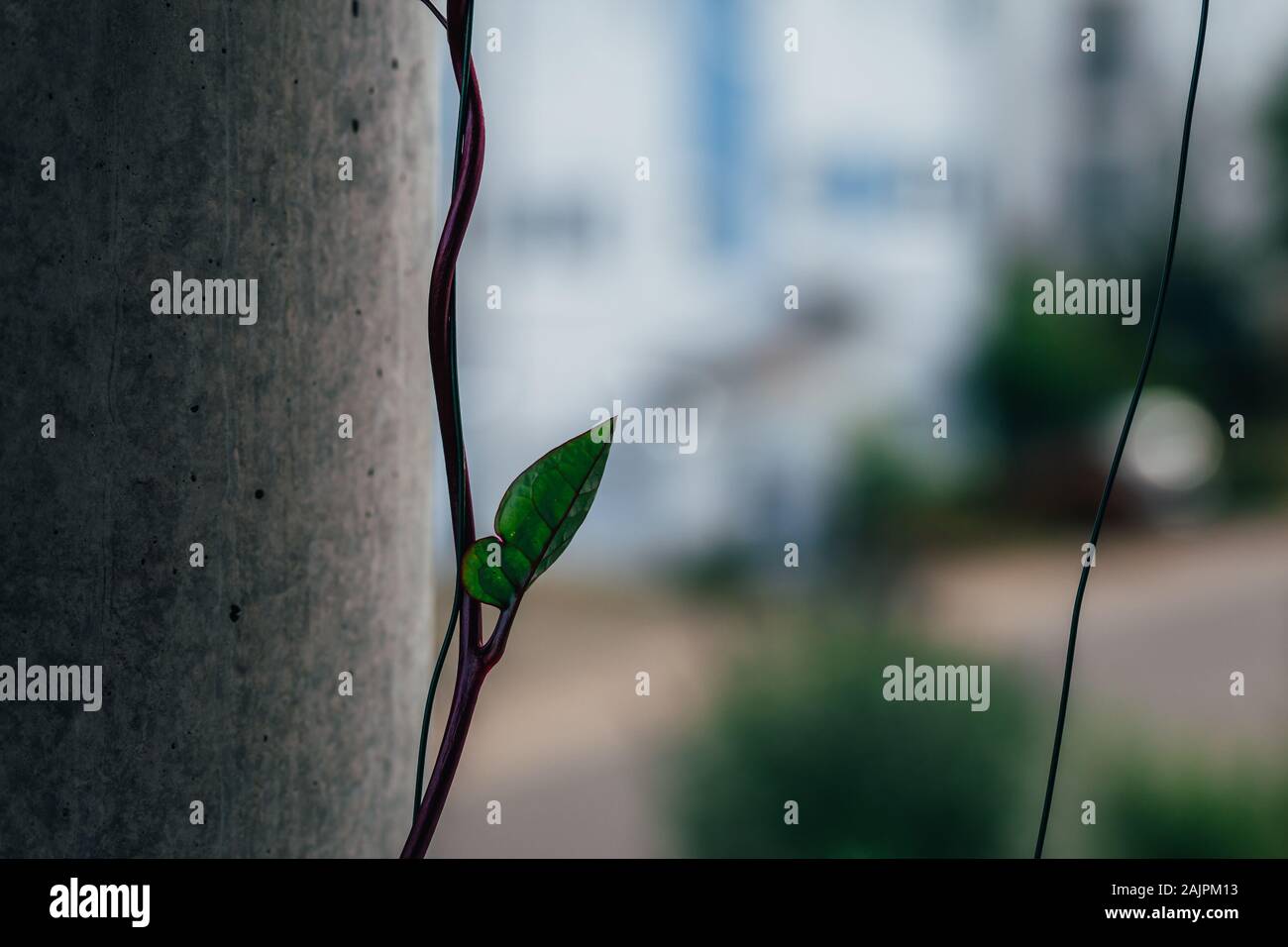 Primo piano di una scalata spinaci su una colonna di calcestruzzo su un balcone con foglie e poco carino e splendidi fiori. Self Made di un giardiniere amatoriale. Foto Stock