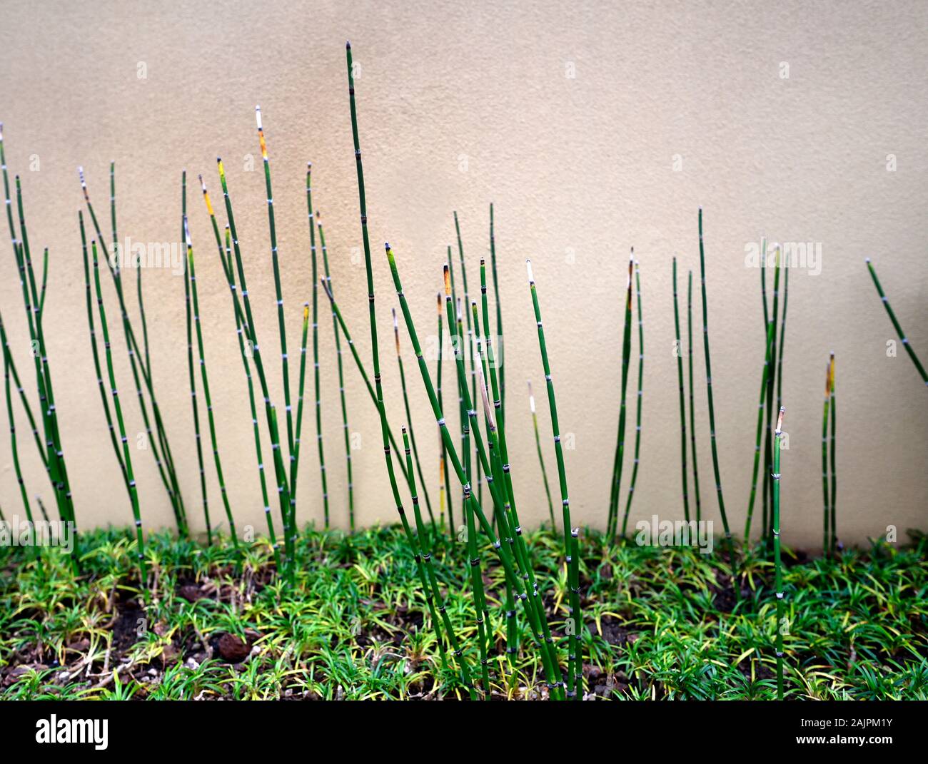 Il bambù cresce in Giappone Foto Stock