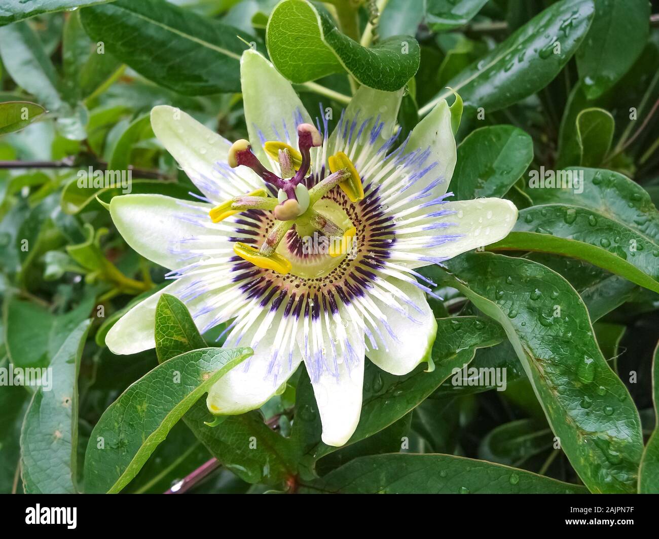 Flower Passiflora incarnata, comunemente noto come maypop, viola di passiflora, vero passiflora selvagge di albicocca e wild passione vigna Foto Stock