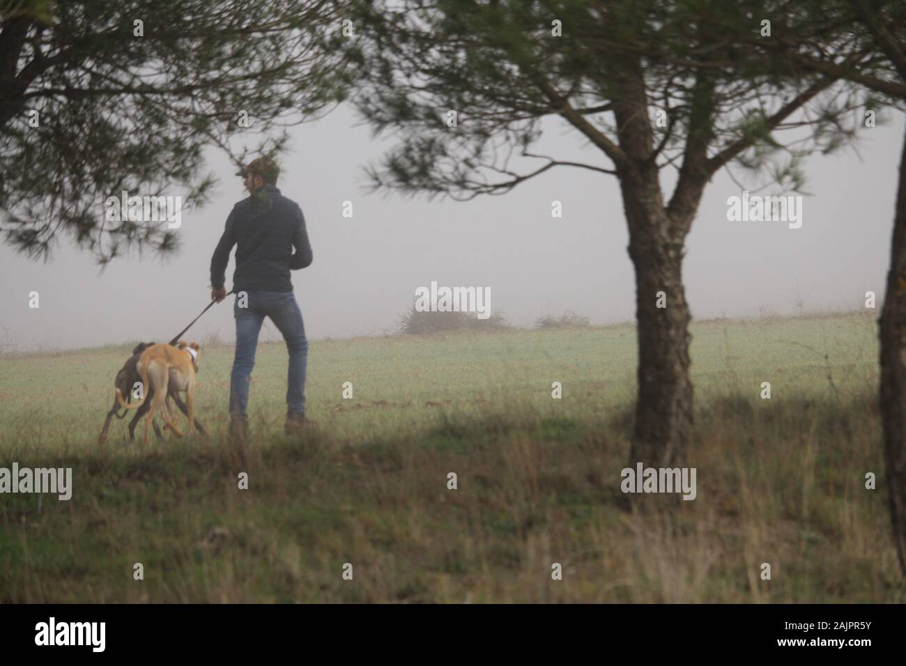 Una splendida giornata di caccia con i cani in esecuzione dietro la lepre cercando di prelevamento Foto Stock