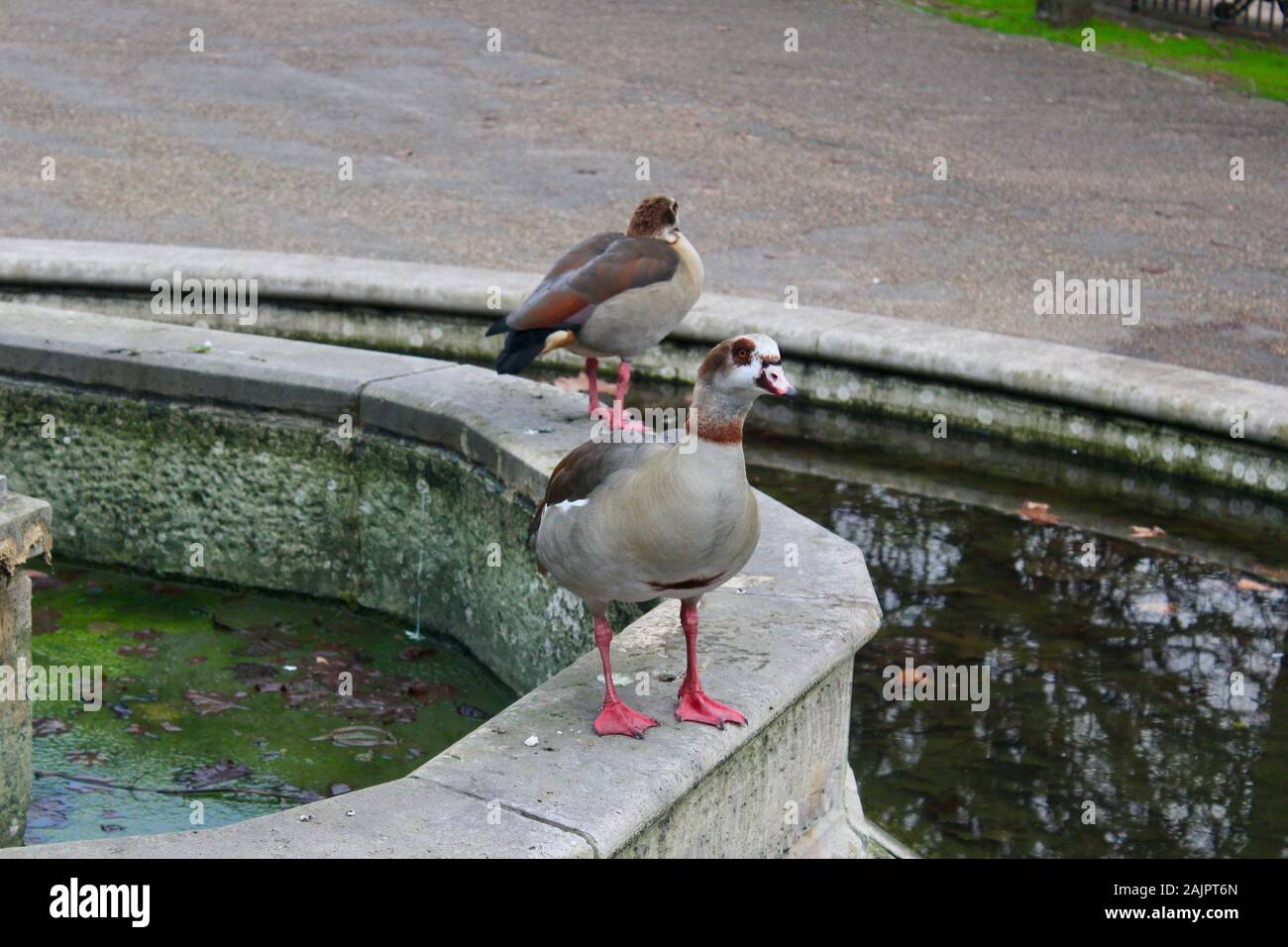 Una coppia di oche egiziane in Hyde Park Londra Inghilterra REGNO UNITO Foto Stock