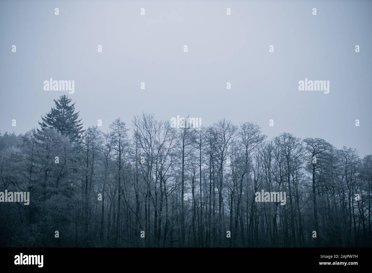 Foresta blu in inverno ricoperto di ghiaccio e cielo bianco Foto Stock