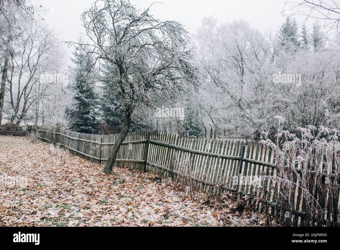 Paesaggio invernale coperto con frost white Foto Stock