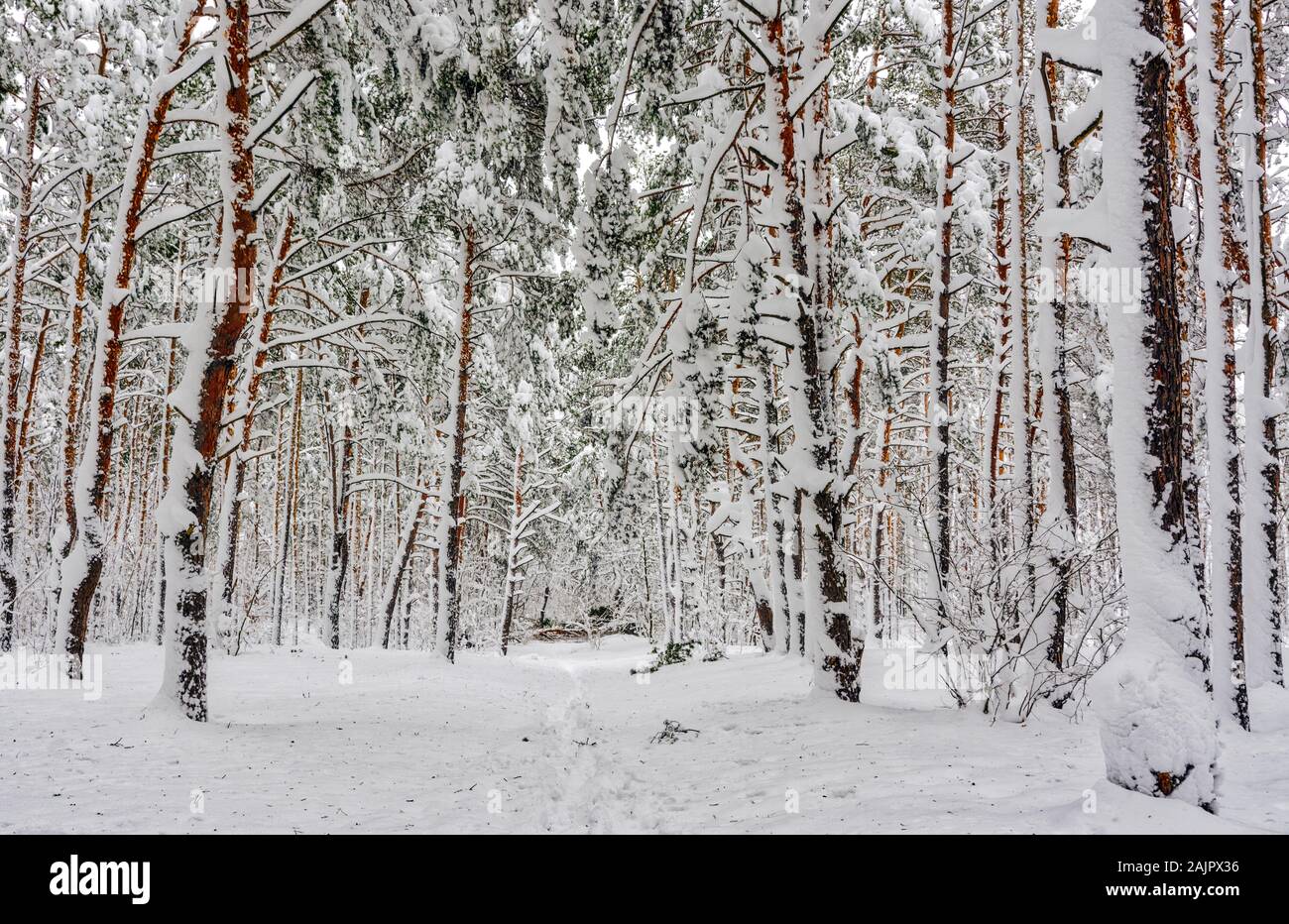 L'inverno. Boschi innevati. Rami piegare da un sacco di neve. Incantevole paesaggio invernale. Nevicata. Foto Stock