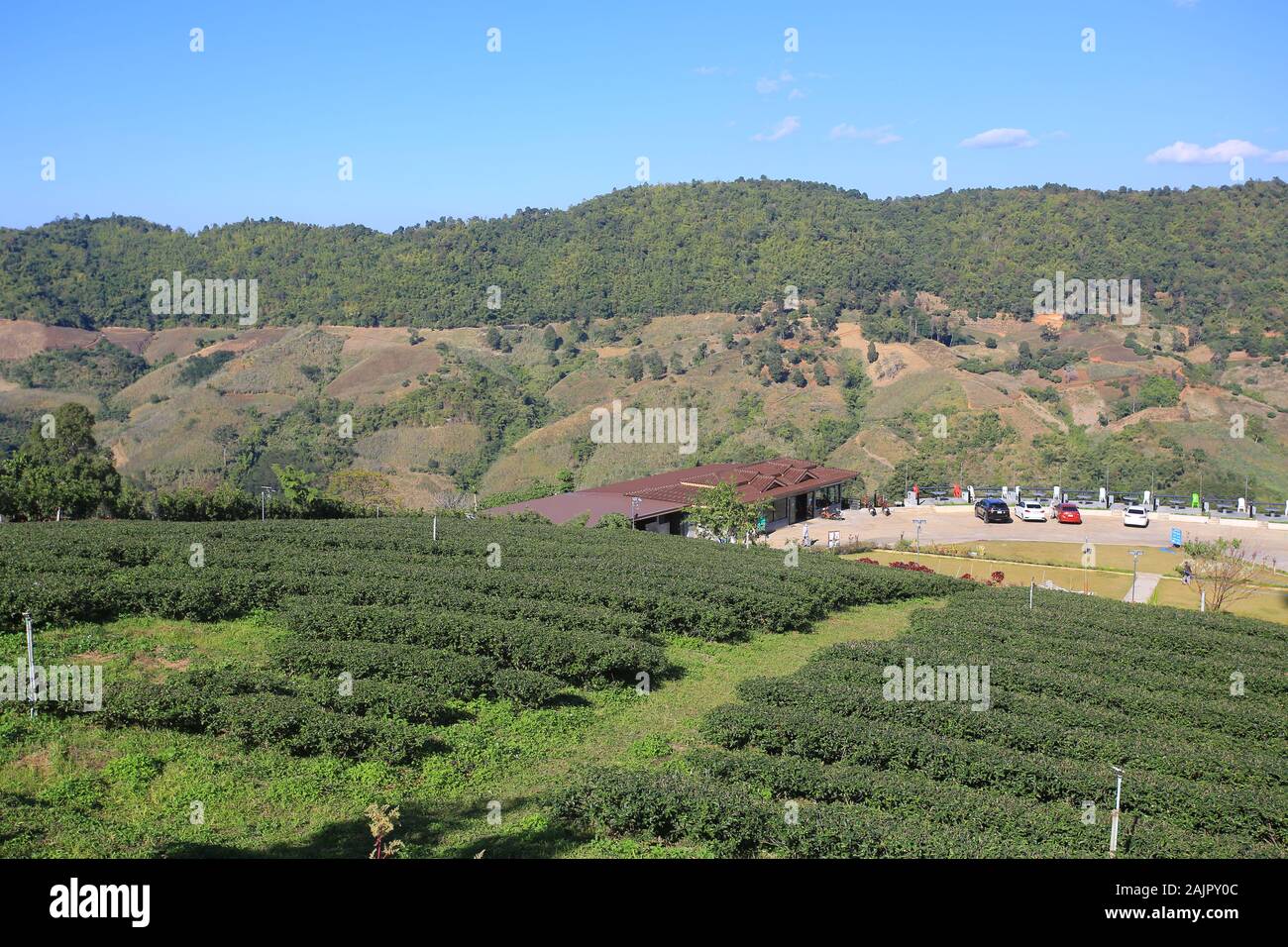 Il tè verde giardino a Mae Salong area nel nord della Thailandia Foto Stock