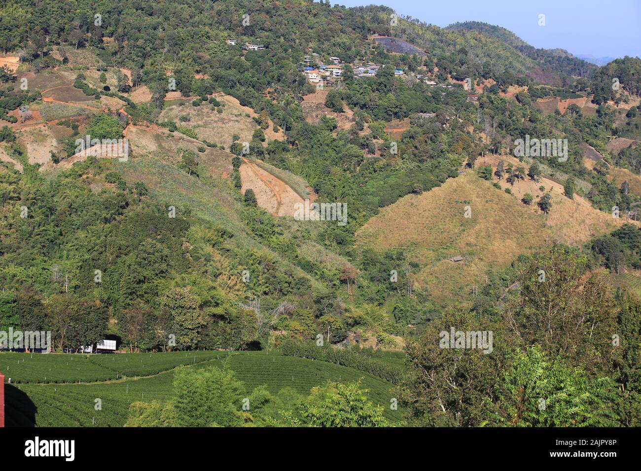 Il tè verde giardino a Mae Salong area nel nord della Thailandia Foto Stock