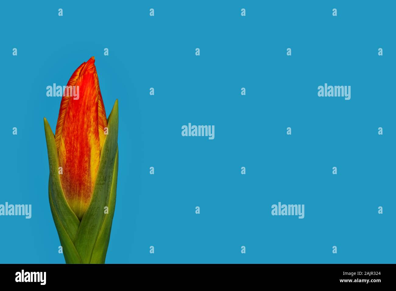 Giallo e rosso tulipano colorati, ancora chiusa la testa di fiori racchiusi da foglie verdi, nella parte anteriore della luce sfondo blu Foto Stock