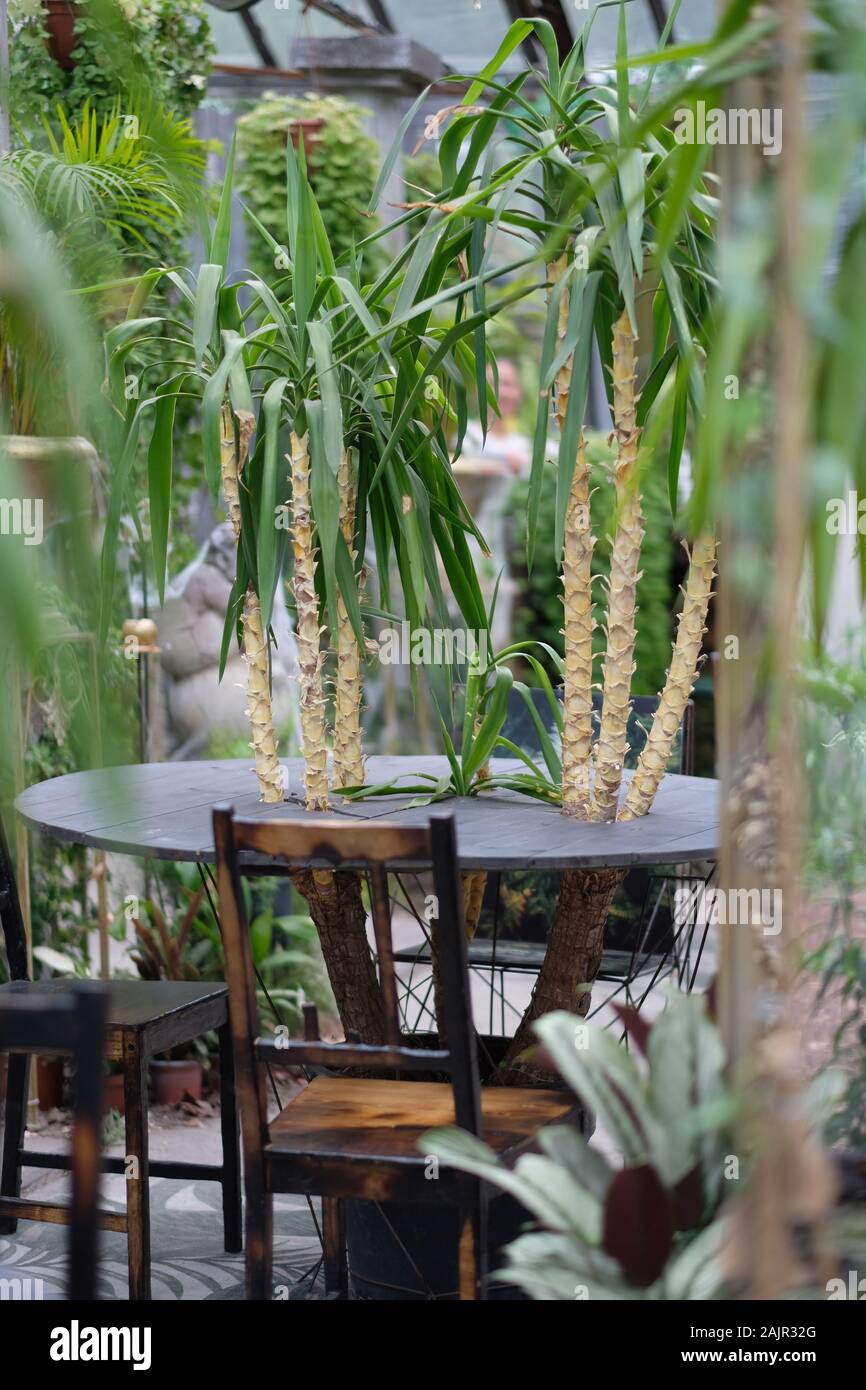 La tabella originale e sedie in inverno il padiglione del giardino botanico Foto Stock