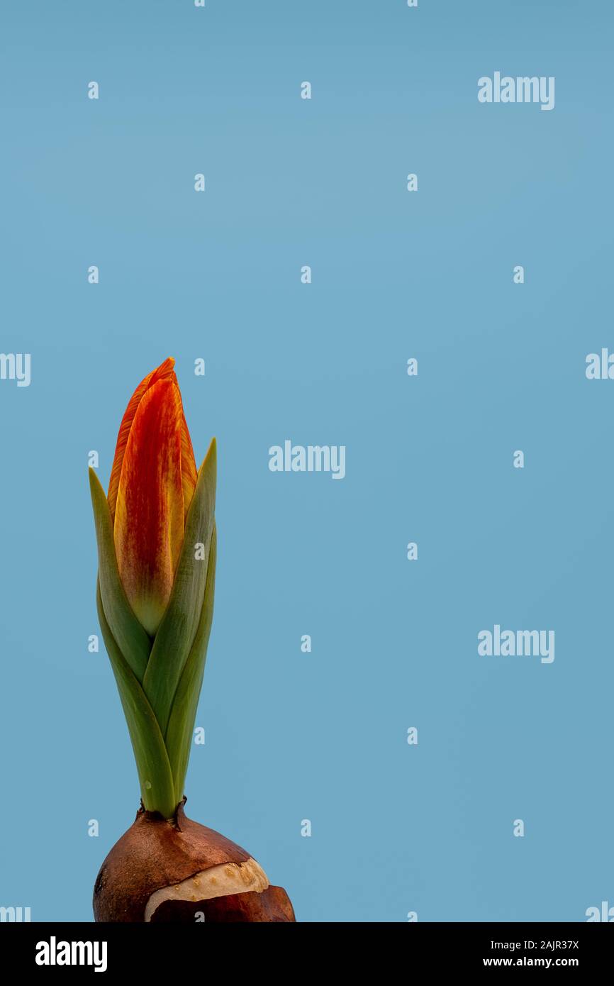 Il dispiegamento tulip con cipolla su fondo azzurro Foto Stock