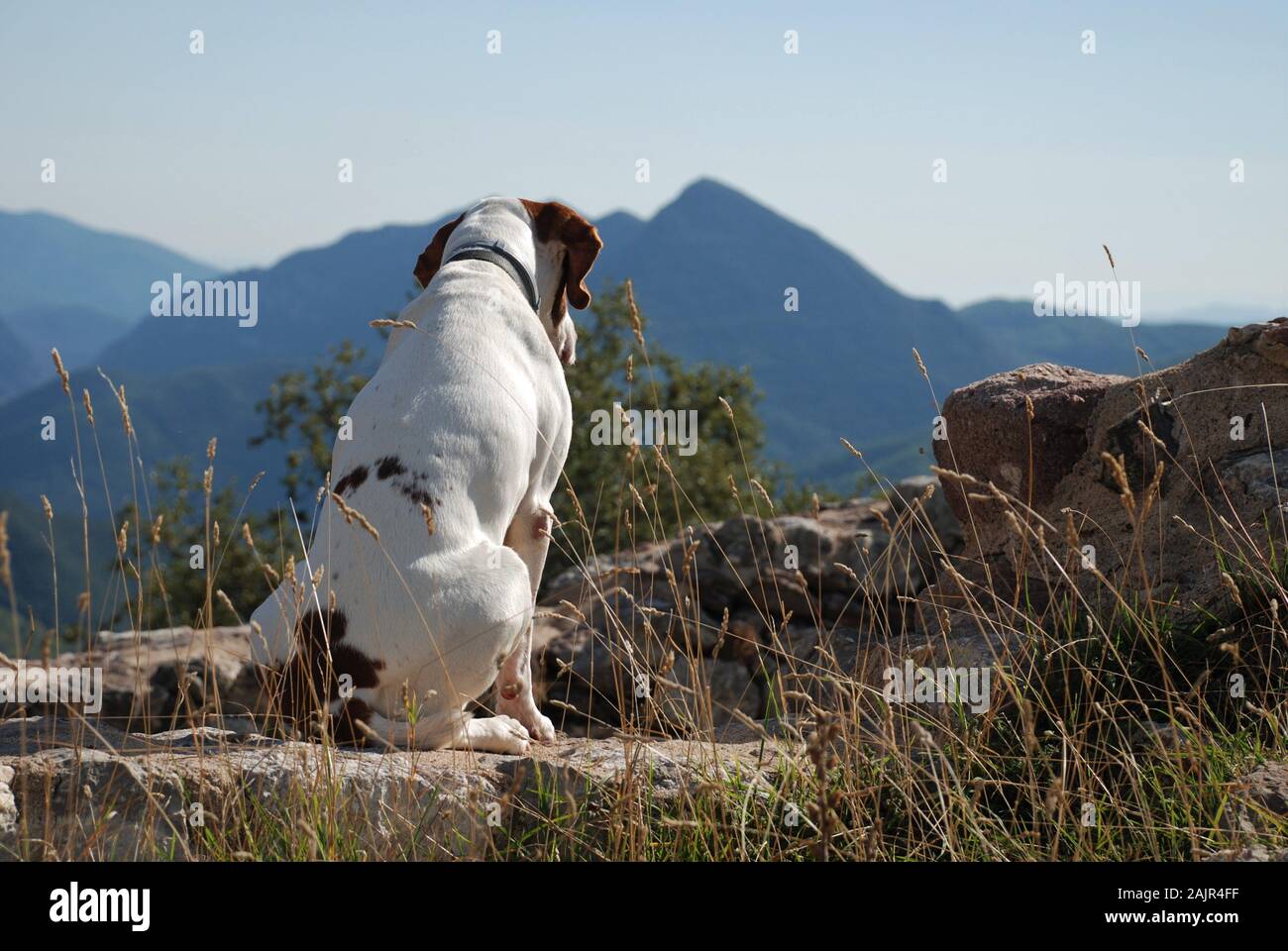 Un cane seduto su di una parete di pietra ammirando la vista sulla montagna Foto Stock