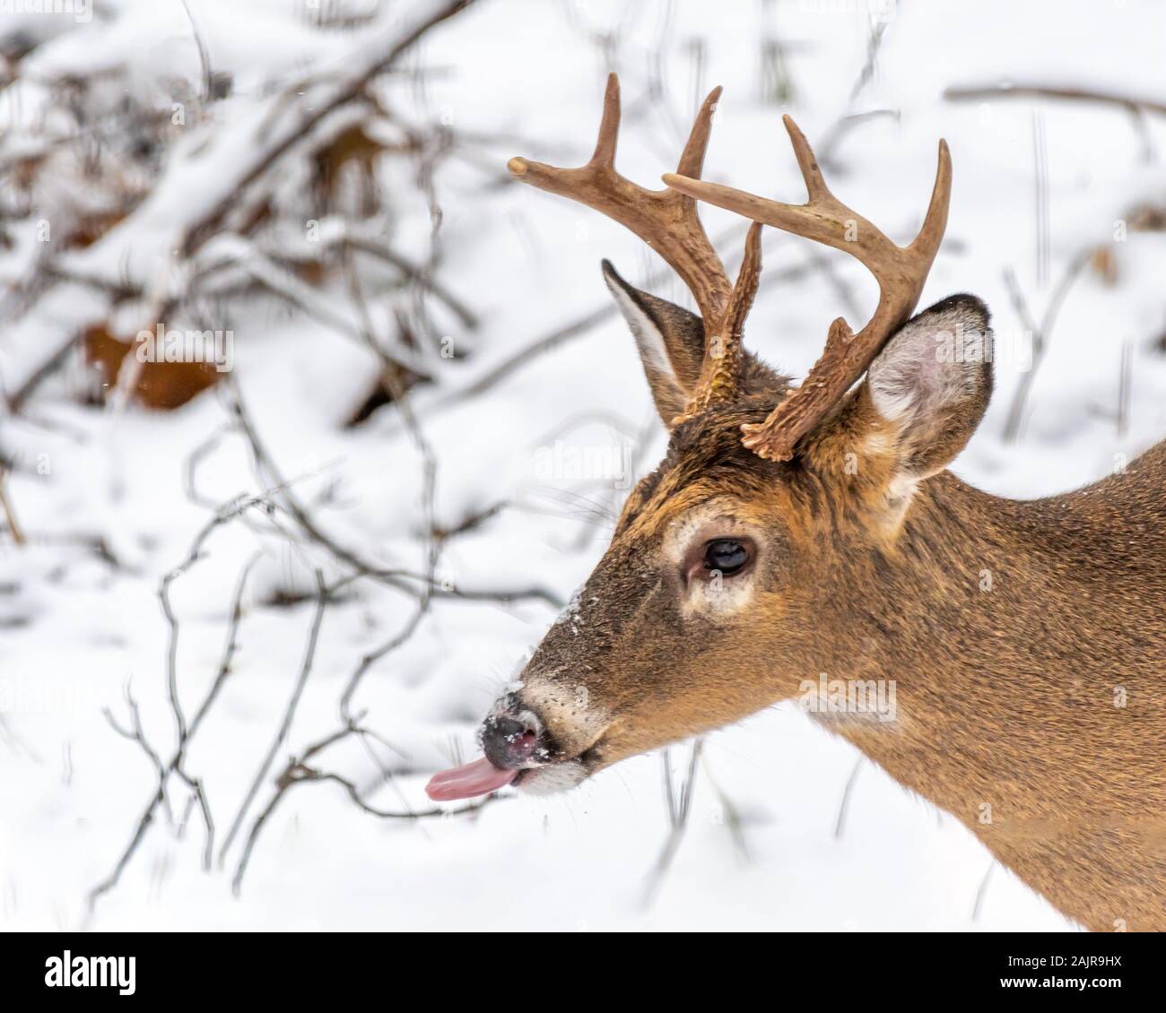 Un primo piano ritratto di un white-tailed deer (Odocoileus virginianus) buck con grandi corna con la lingua di fuori con la neve in background. Foto Stock