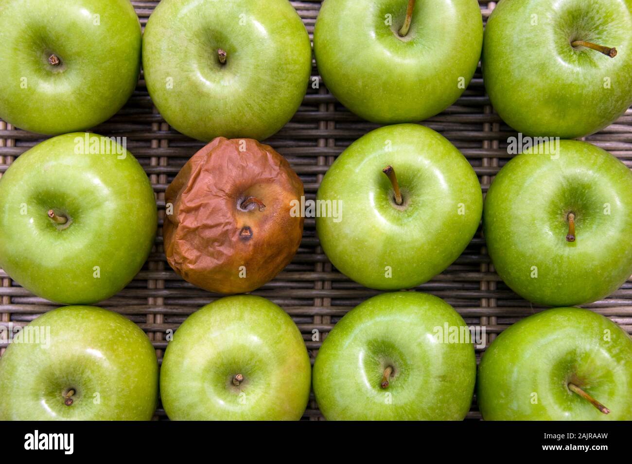 Una bad apple - una mela marcia in un gruppo di una dozzina di mele. Foto Stock