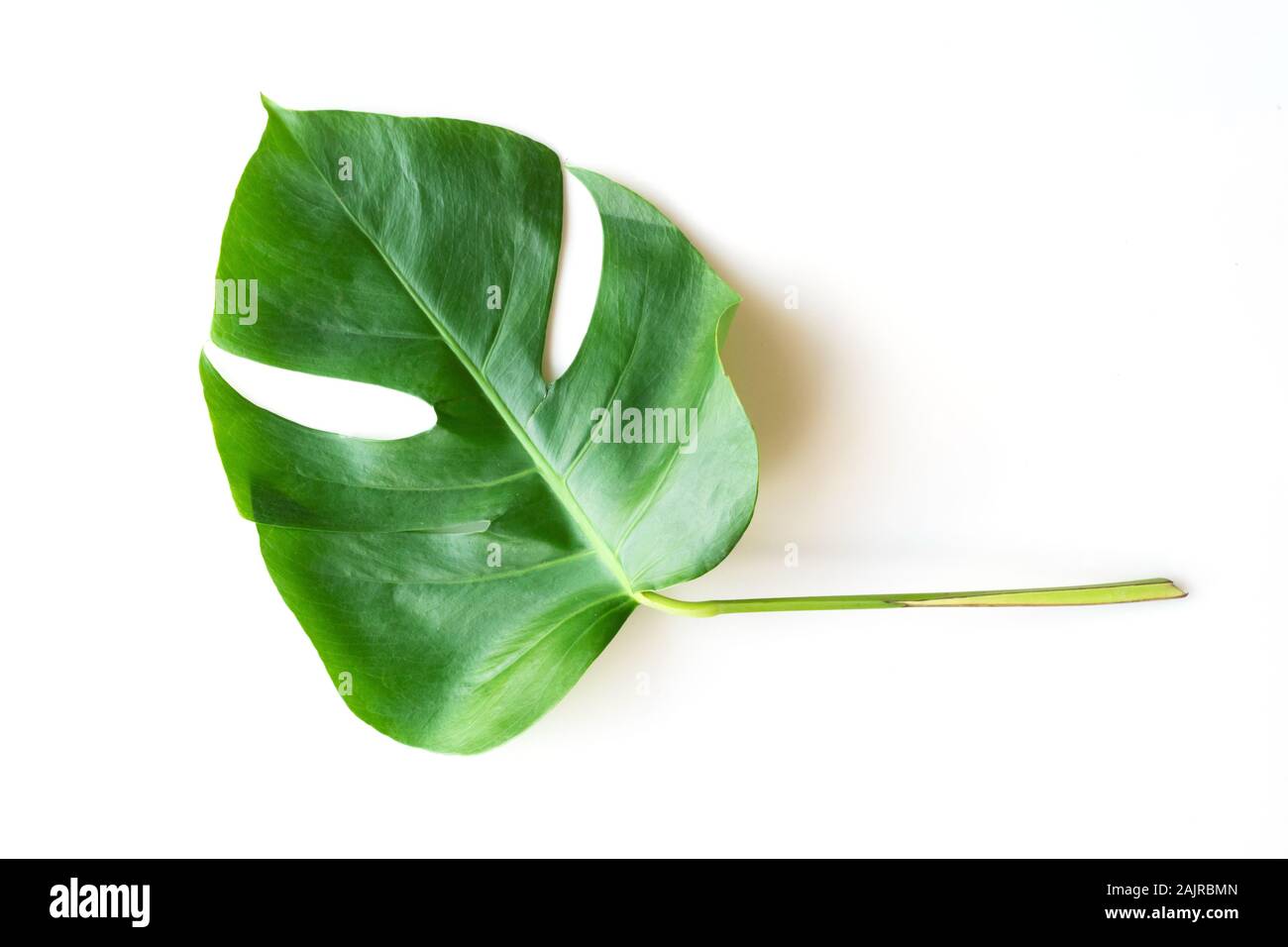 Isolare il verde scuro Monstera grandi foglie, philodendron il fogliame tropicale di crescita della pianta in wild su sfondo bianco con percorso di clipping concetto per appartamento Foto Stock