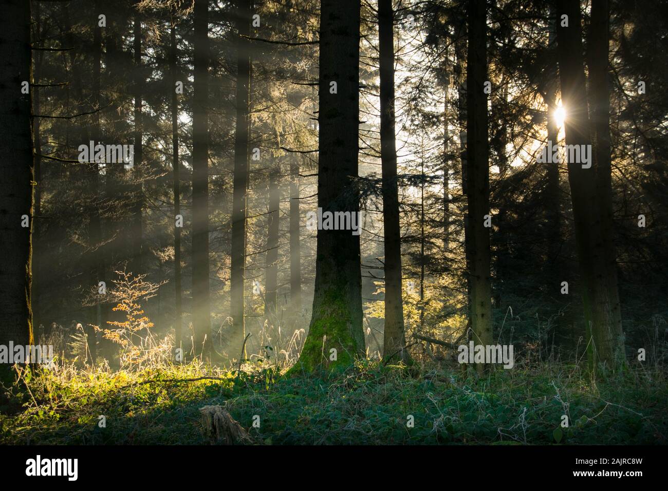 sunbeam nella foresta nera in inverno Foto Stock