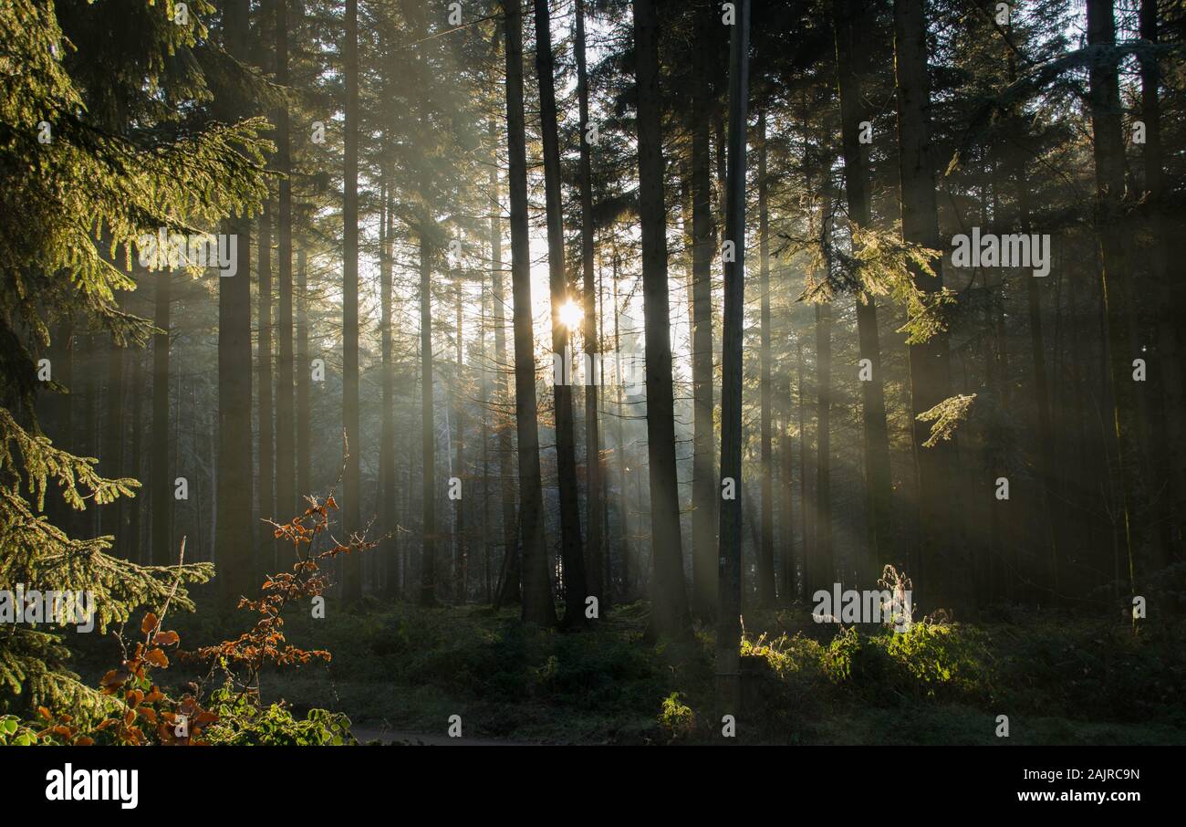 sunbeam nella foresta nera in inverno Foto Stock