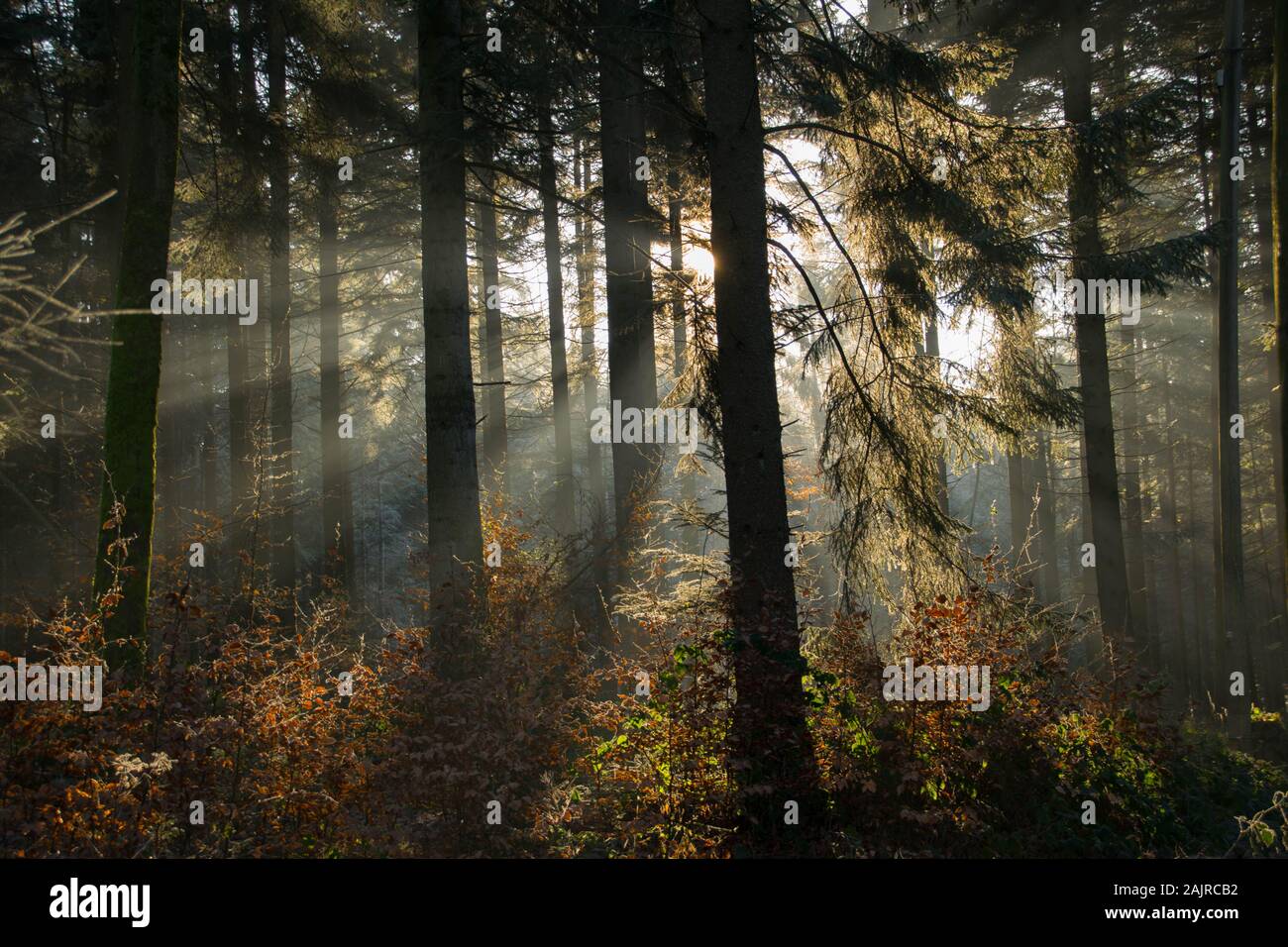 sunbeam nella foresta nera in inverno Foto Stock