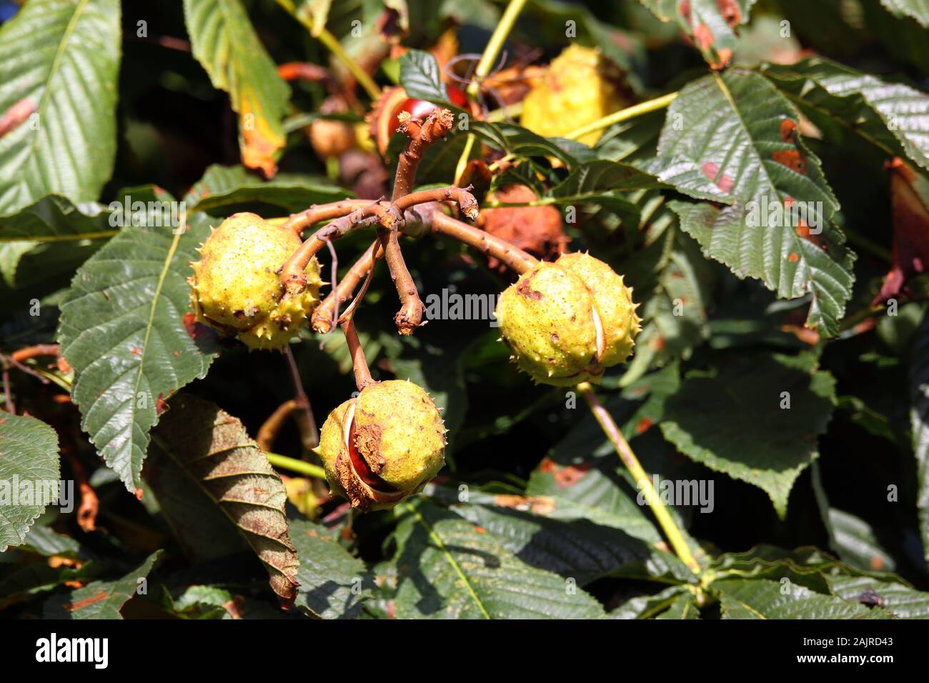 Conkers cresce su un albero Foto Stock