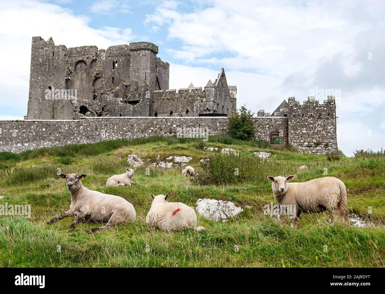 Pecore con la Rocca di Cashel in background, vicino a Cashel in Irlanda Foto Stock