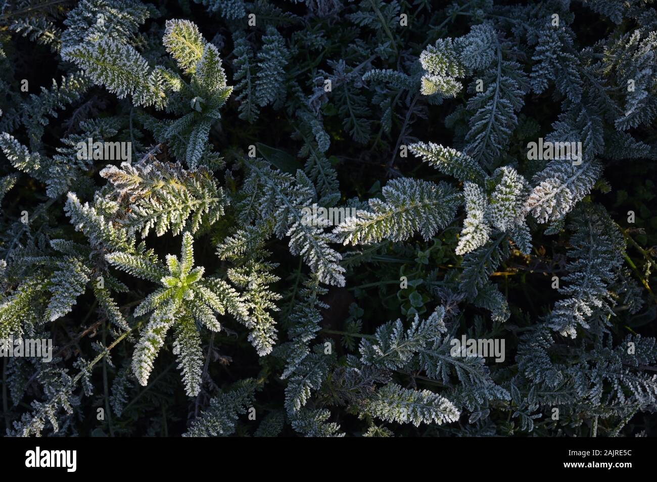 Congelati a foglia verde Foglie di sfondo Texture Foto Stock