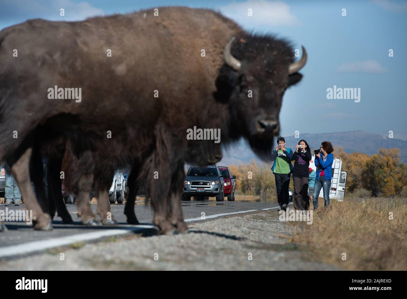 I turisti uscire dalle loro auto per fotografare bison sulla strada nel Parco Nazionale del Grand Teton Foto Stock