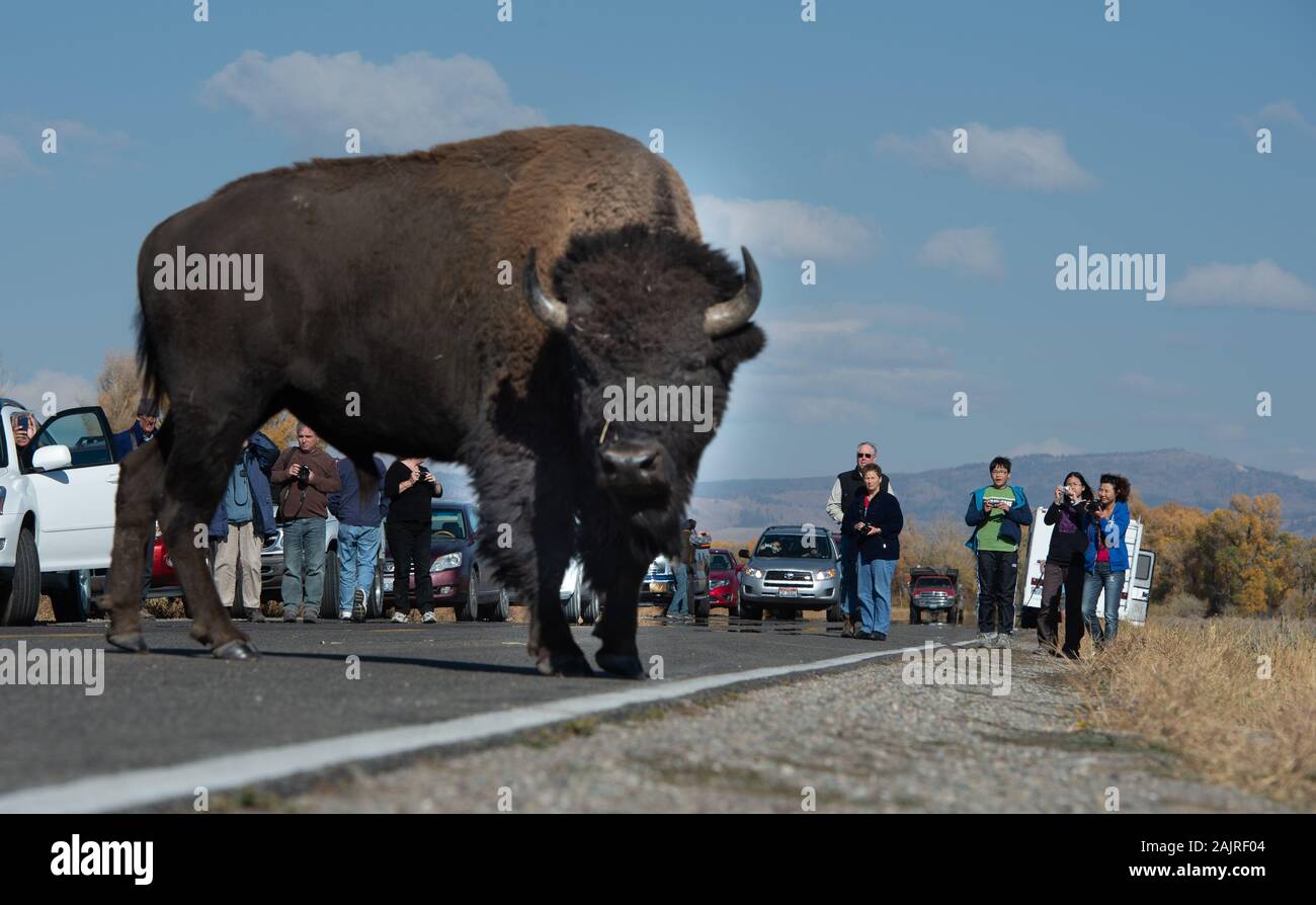 I turisti uscire dalle loro auto per fotografare bison sulla strada nel Parco Nazionale del Grand Teton Foto Stock