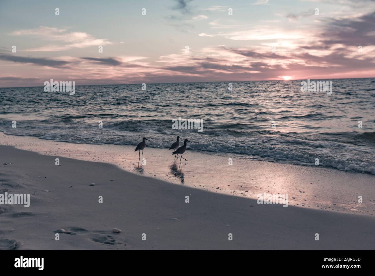 Tre uccelli che si nutrano sulla spiaggia durante il tramonto Foto Stock