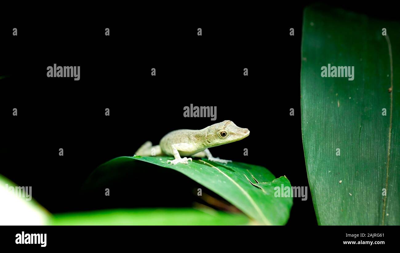 Tree lizard (Anolis fuscuaratus) guardando curiosamente la notte nella foresta amazzonica in Perù Foto Stock