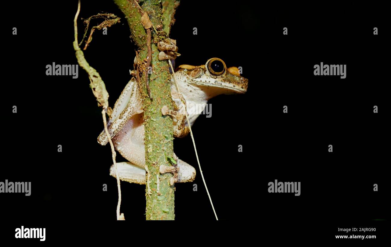 Raganella (Osteocephalus helenae) seduto su un ramo nella foresta amazzonica peruviana di notte Foto Stock