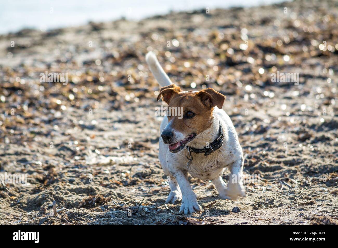 Jack Russel cane giocando sulla spiaggia in mattinata estiva Foto Stock