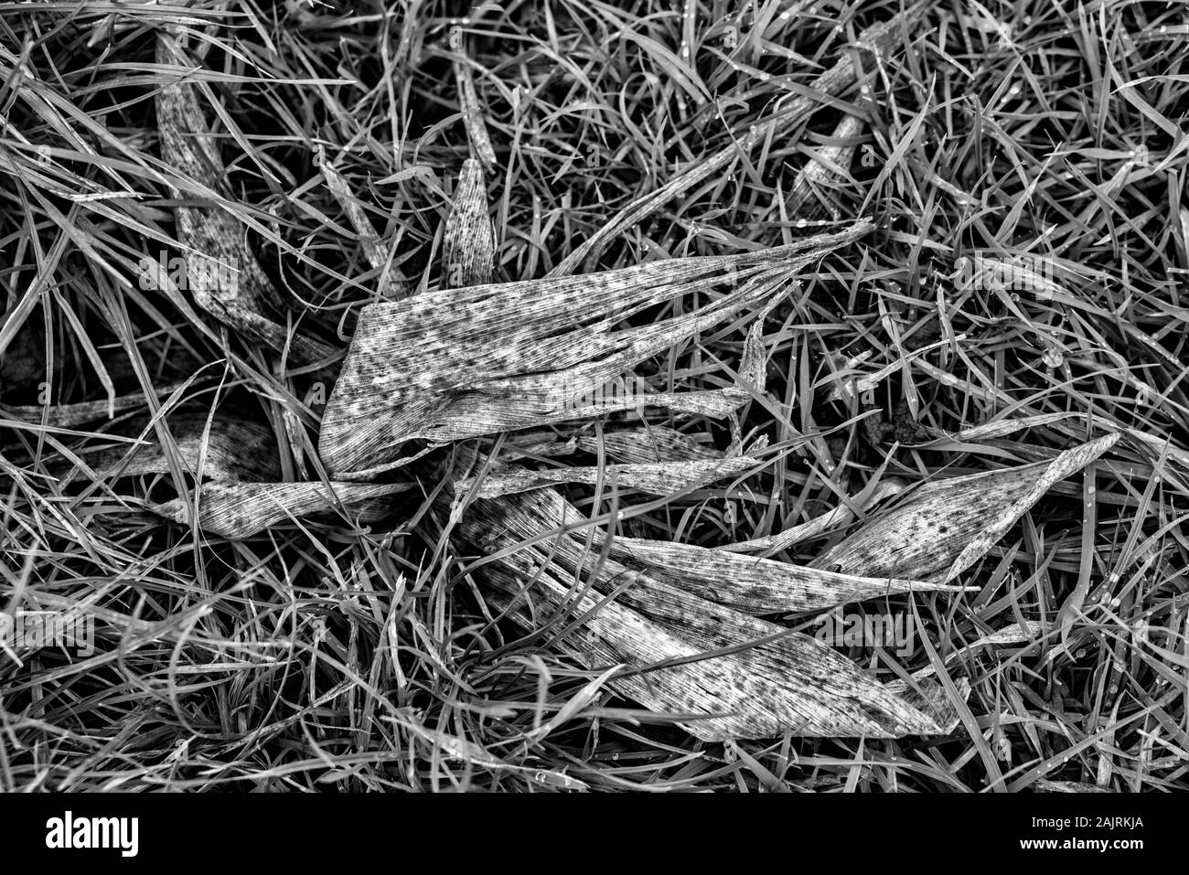 Tutolo di mais, erba Foto Stock