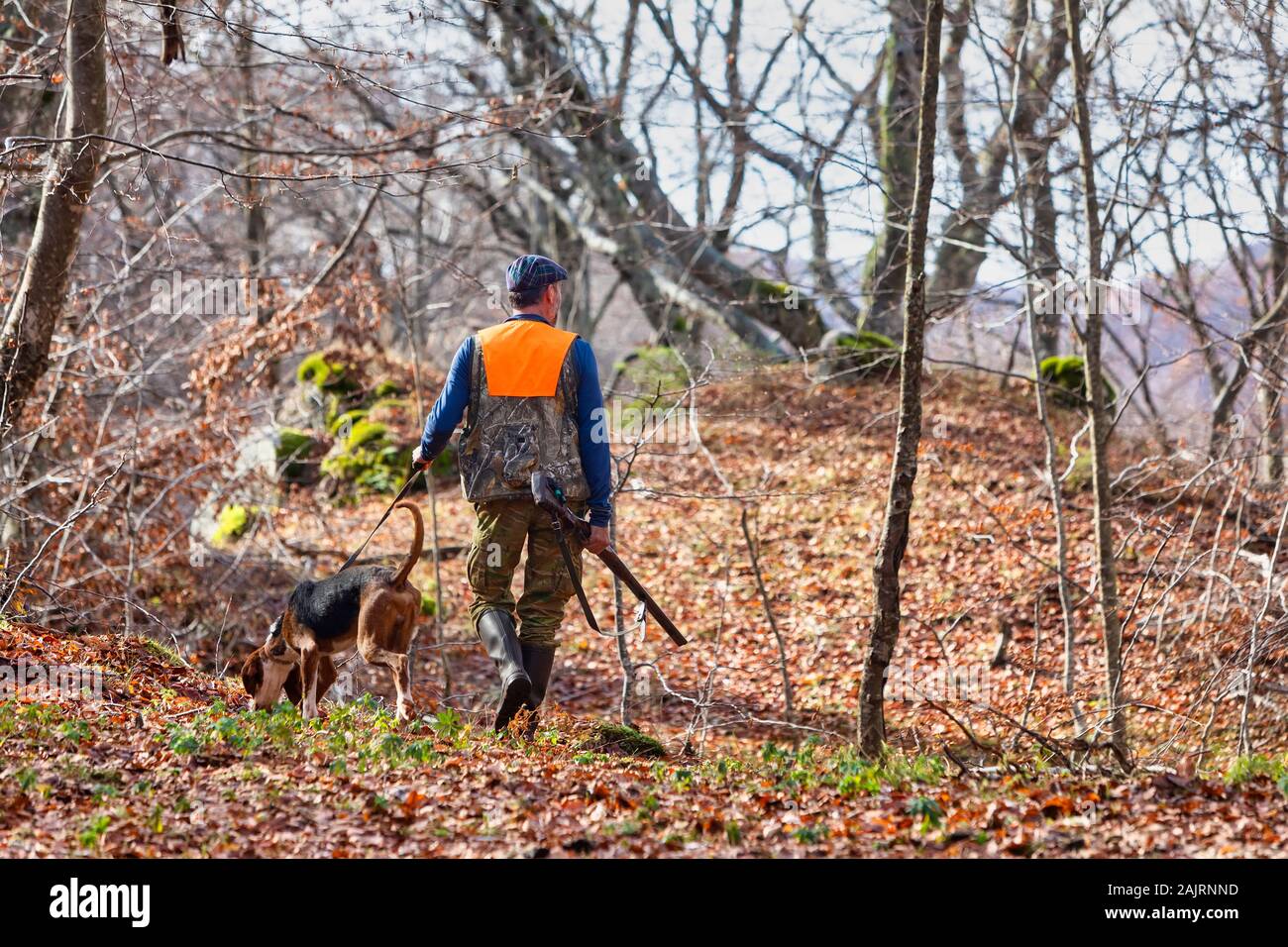 Cacciatore con arma e cane da caccia a caccia nella foresta Foto Stock