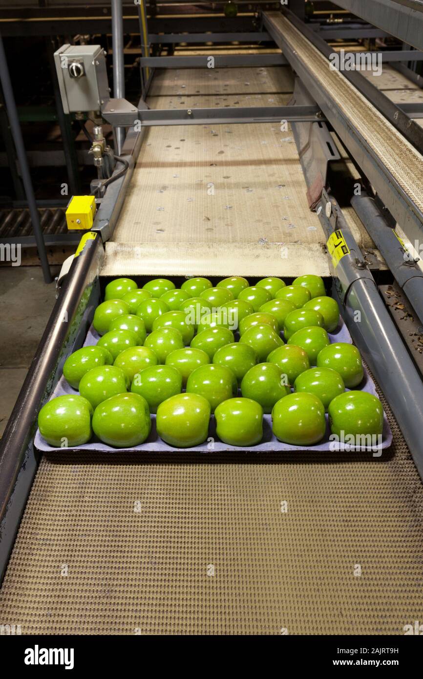 Fresco, verde le mele Granny Smith in un frutto magazzino di confezionamento Foto Stock